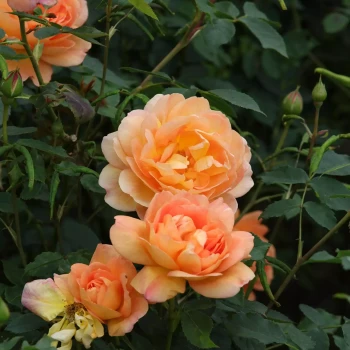ROSA x Port Sunlight
