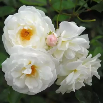 ROSA x Prosperity