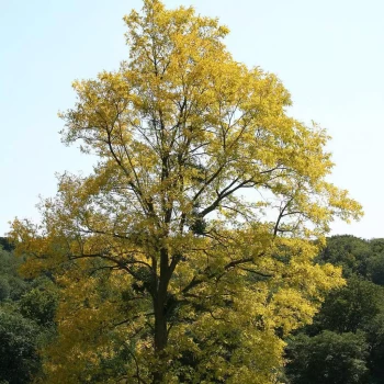 ROBINIA pseudoacacia Frisia