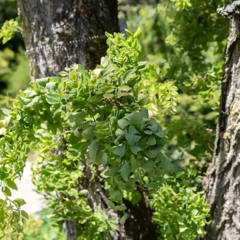 ROBINIA pseudoacacia Twisty Baby