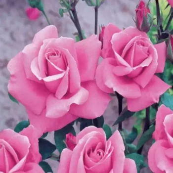 ROSA x Queen Elisabeth