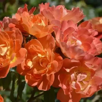 ROSA x René Descartes