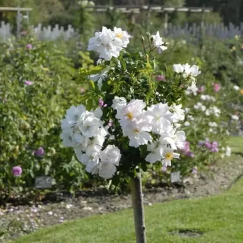 ROSA x Rosée du Matin