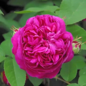 ROSA x Rose de Rescht