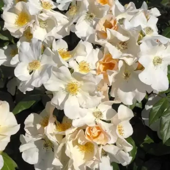 ROSA x Sally Holmes