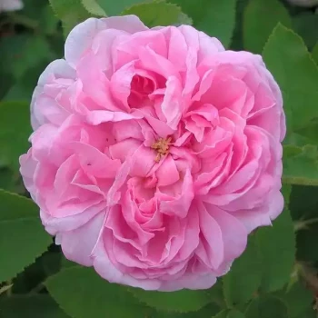 ROSA x Salet