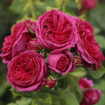 ROSA x Scepter d’Isle