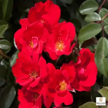 ROSA x La Sevillana