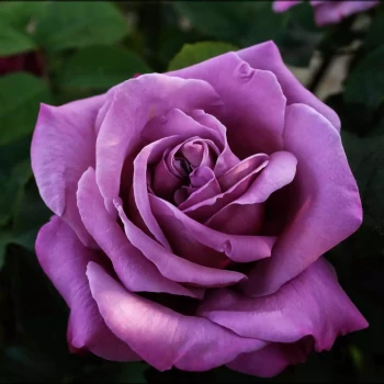 ROSA x Sissi CLG