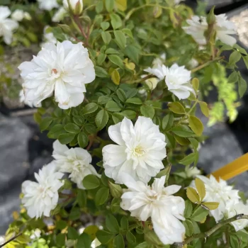 ROSA x Snow Carpet