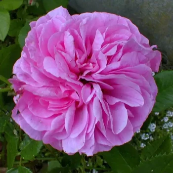 ROSA x Sourire d’Orchidée