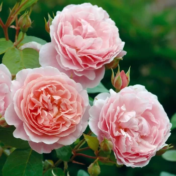 ROSA x Strawberry Hill
