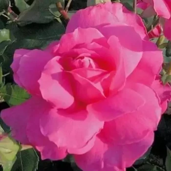 ROSA x Sylvie Vartan