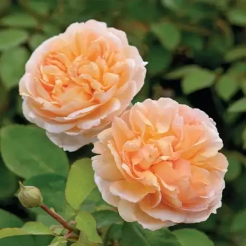 ROSA x The Lady Gardener
