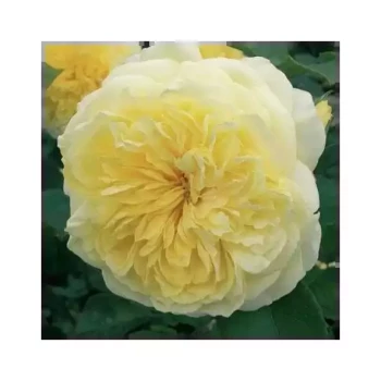 ROSA x The Pilgrim