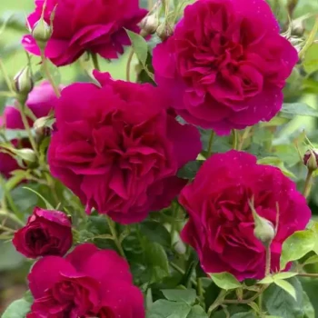 ROSA x Thomas Becket