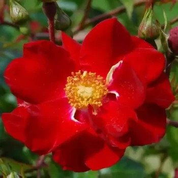 ROSA x Vesuvia