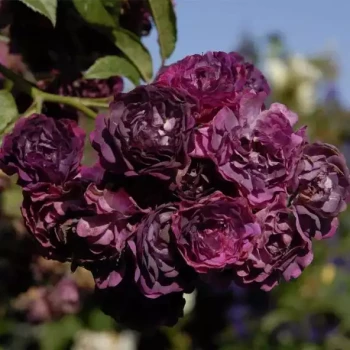ROSA x Violette Parfumée