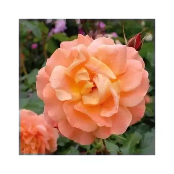 ROSA x Westerland