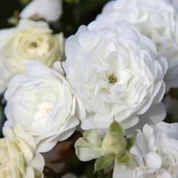 ROSA x Xavier Beulin
