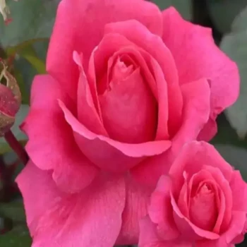 ROSA x Criterion