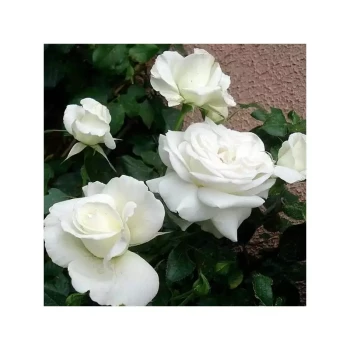 ROSA x Douce blanche