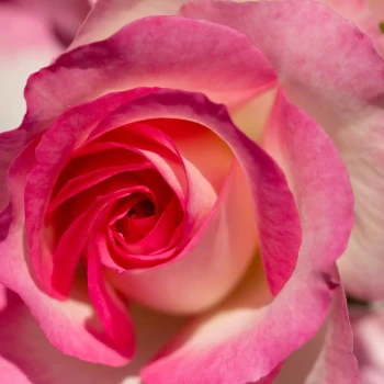 ROSA x Espoir d'Anjou