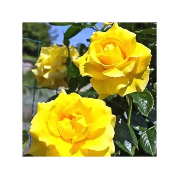 ROSA x Golden Boy