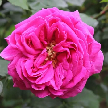ROSA x Isaac Pereire