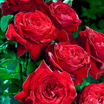 ROSA x Noémie de Rothschild