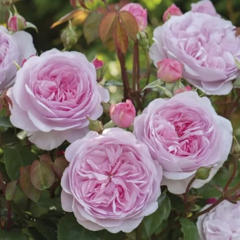 ROSA x Olivia rose austin