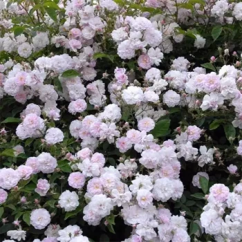 ROSA x Paul's himalayan musk