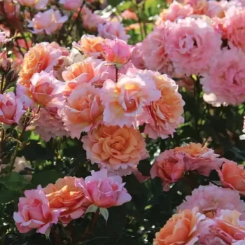 ROSA x Pierre Hermé
