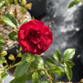 ROSA x polyantha Fairy Dance