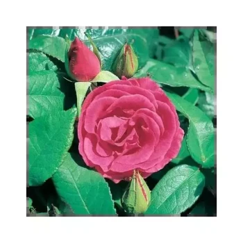 ROSA x Zephirine Drouin