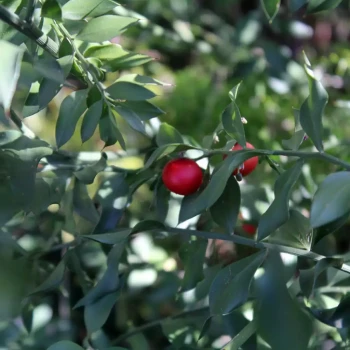 RUSCUS aculeatus