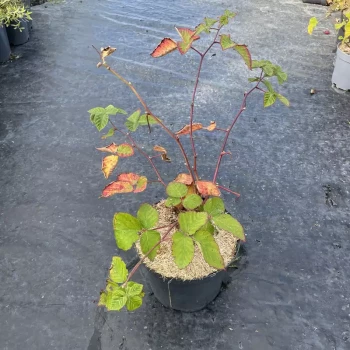 RUBUS fruticosus Thornfree