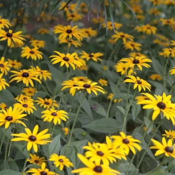 RUDBECKIA fulgida Goldstrum