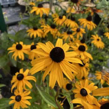 RUDBECKIA fulgida Goldblitz