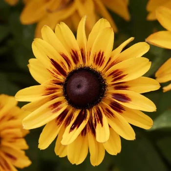 RUDBECKIA x Summerina Fringle Fudge