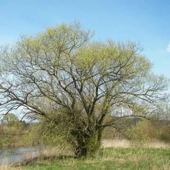 SALIX alba Vitellina