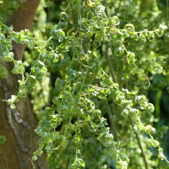 SALIX babylonica Aurea