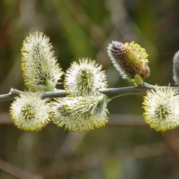 SALIX caprea