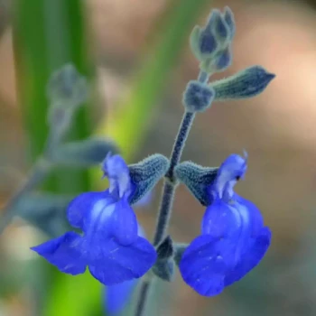 SALVIA chamaedryoides