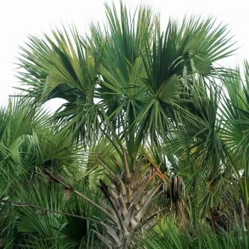 SABAL domingensis