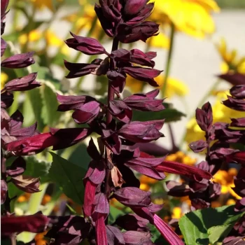 SALVIA x Ember's Wish
