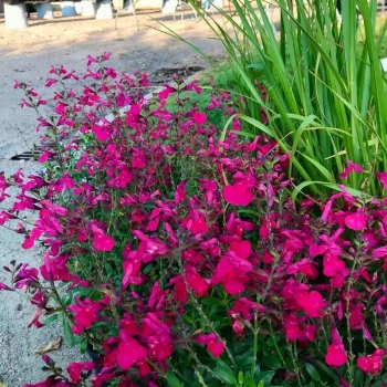 SALVIA grahamii Rose Sugar