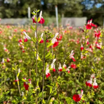SALVIA grahamii Rouge