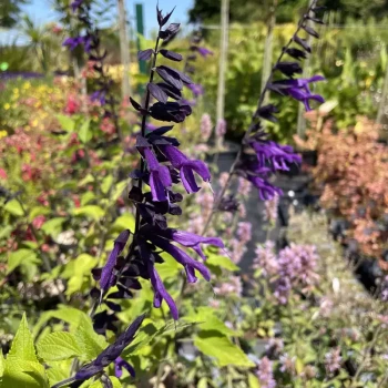 SALVIA x guaranatica Amistad