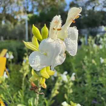 SALVIA greggii white